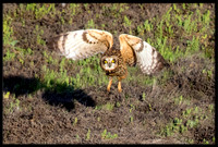 Short-eared Owl