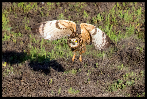 Short-eared Owl