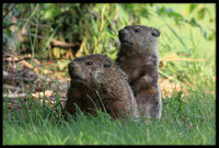 Groundhogs