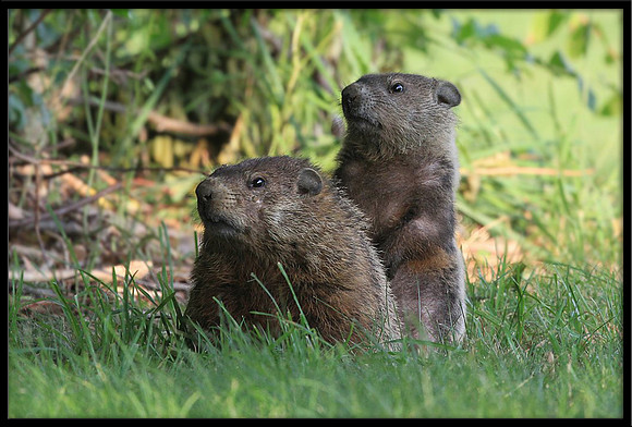 Groundhogs