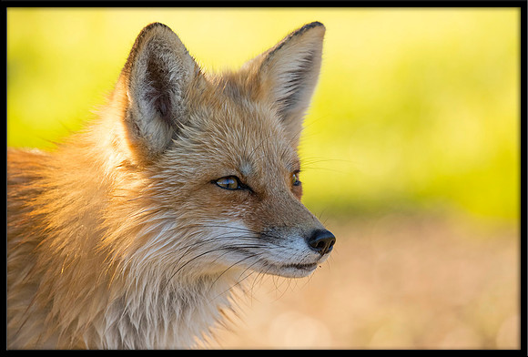 Red Fox
