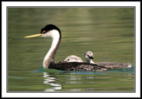 Western Grebe with chicks