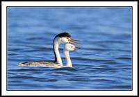Clarks Grebe and chick