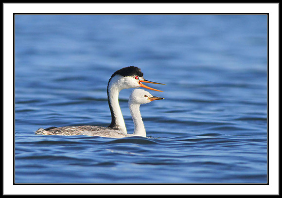 Clarks Grebe and chick