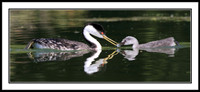 Western Grebe feeding chick