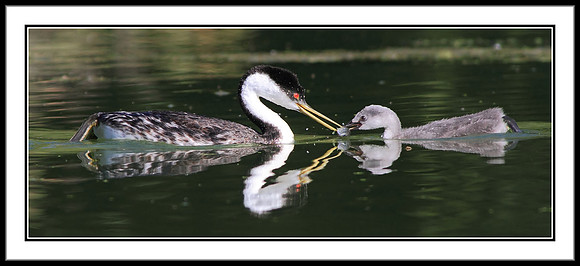Western Grebe feeding chick