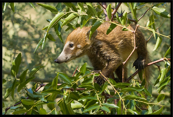 Coati