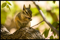 Chipmunks