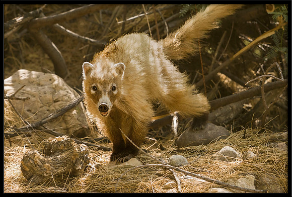 Coati