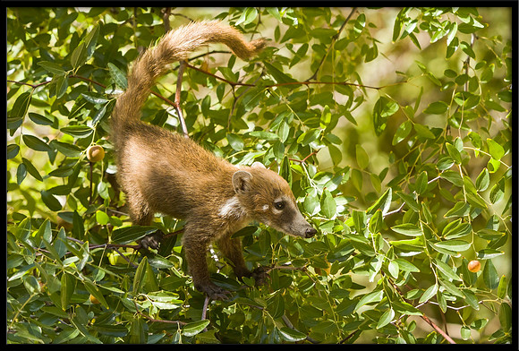 Coati