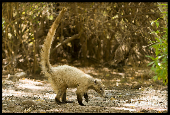 Coati