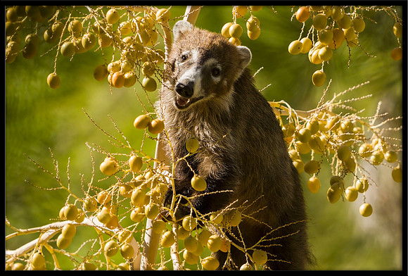 Coati