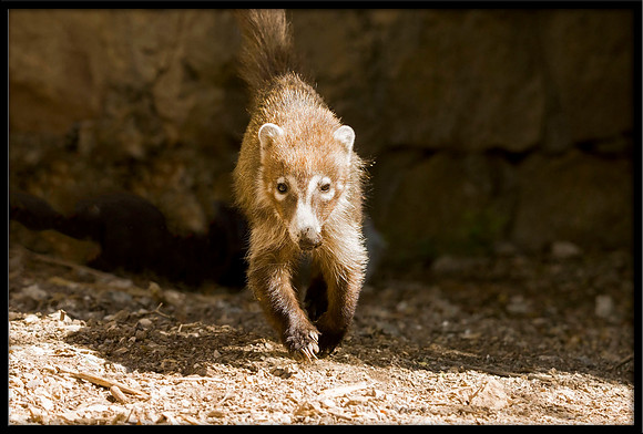 Coati