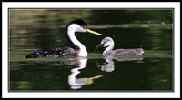 Western Grebe feeding chick