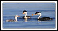Clarks Grebe family