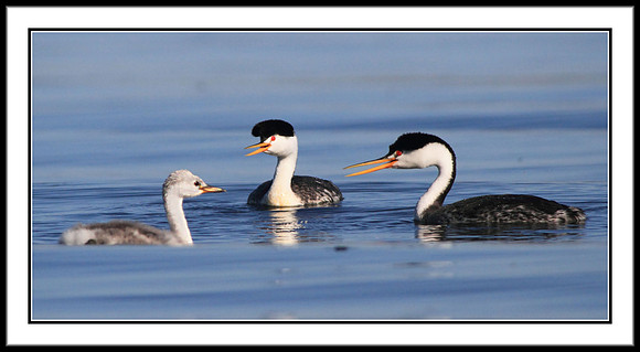 Clarks Grebe family