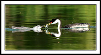 Western Grebe feeding chick