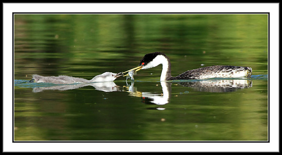 Western Grebe feeding chick