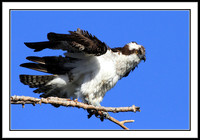 Osprey