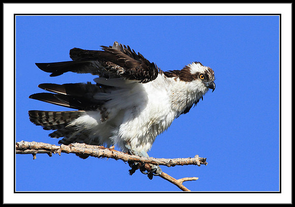 Osprey