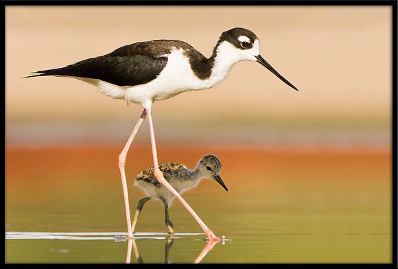 Black-necked Stilt chick with parent