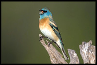 Lazuli Buntings