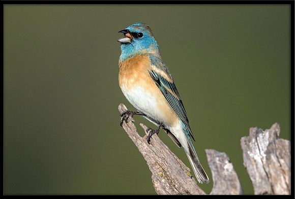 Lazuli Bunting