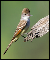 Ash-throated Flycatcher