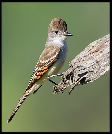 Ash-throated Flycatcher