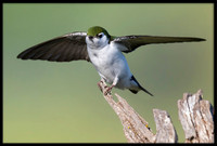Violet-green Swallow