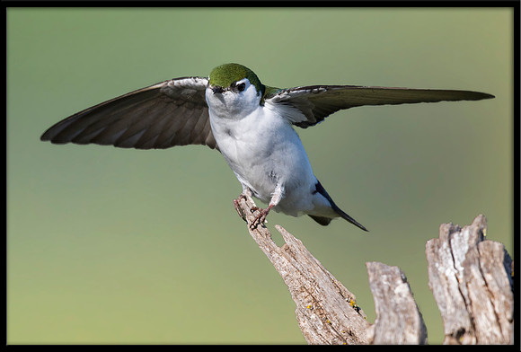 Violet-green Swallow