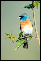 Lazuli Bunting