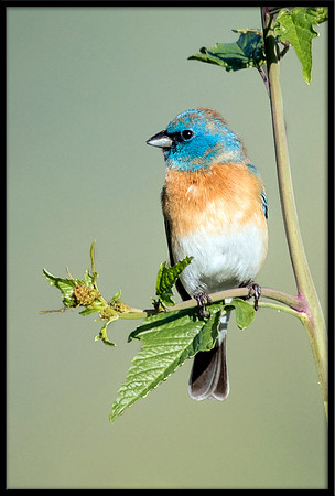 Lazuli Bunting