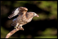 Red-shouldered Hawk