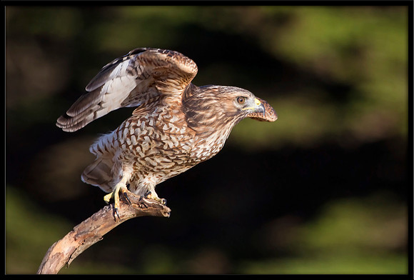 Red-shouldered Hawk