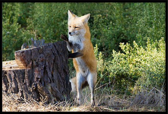 Red Fox