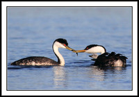 Western Grebes about to feed chick