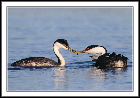 Western Grebes about to feed chick