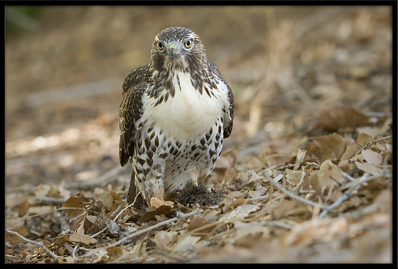 Red-tailed Hawk With Prey