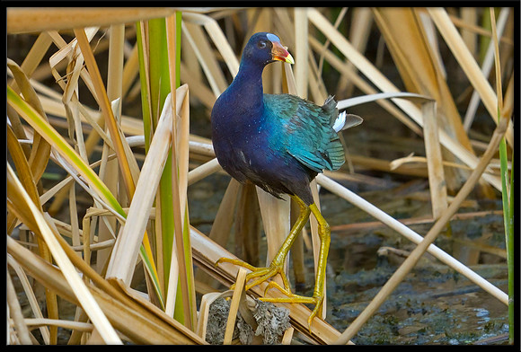 Purple Gallinule