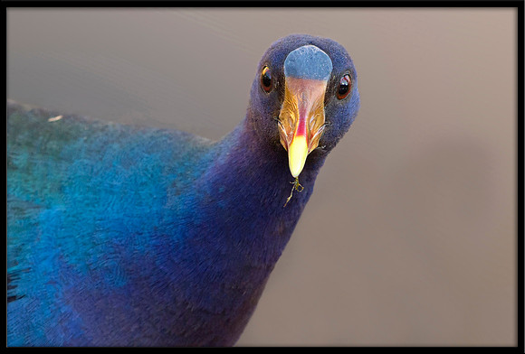 Purple Gallinule