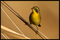 Common Yellowthroat