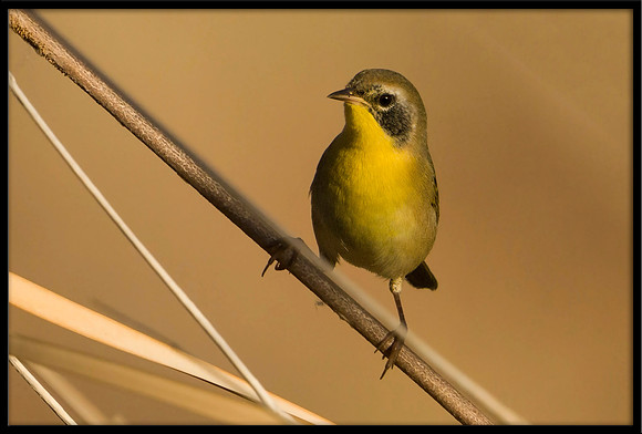 Common Yellowthroat