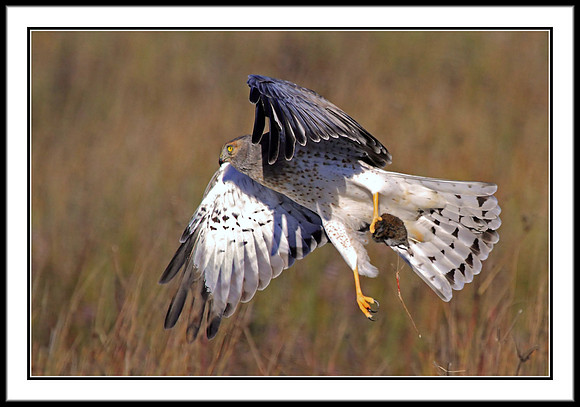 Northern Harrier with vole