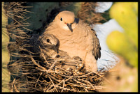 Mourning Doves