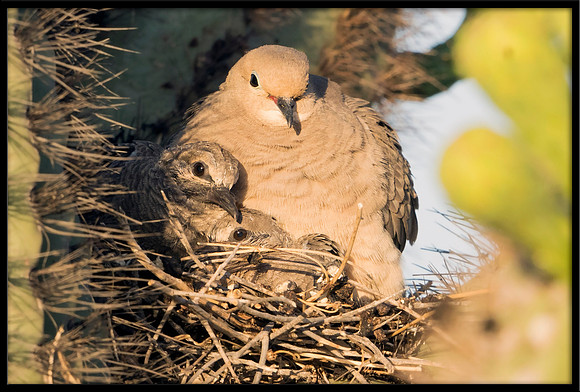 Dove in nest