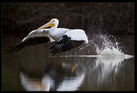 White Pelican