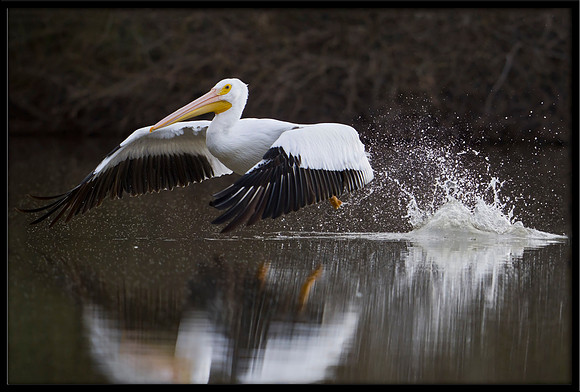White Pelican