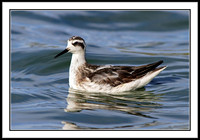 Wilson's Phalarope