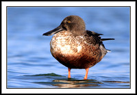 Northern Shoveler